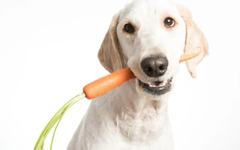 dogs 2