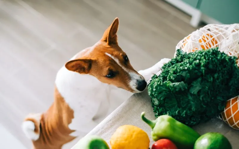 veg dog