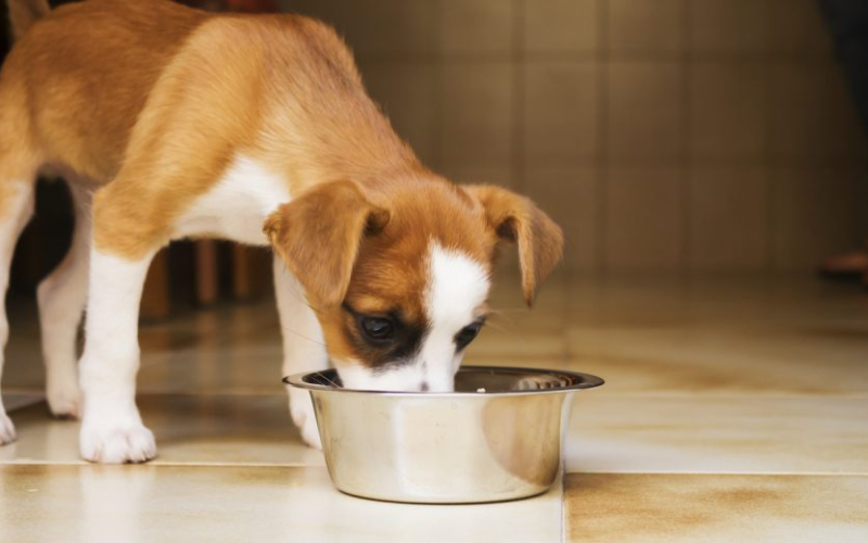 What-Are-the-Benefits-of-Homemade-Bone-Broth-for-Dogs