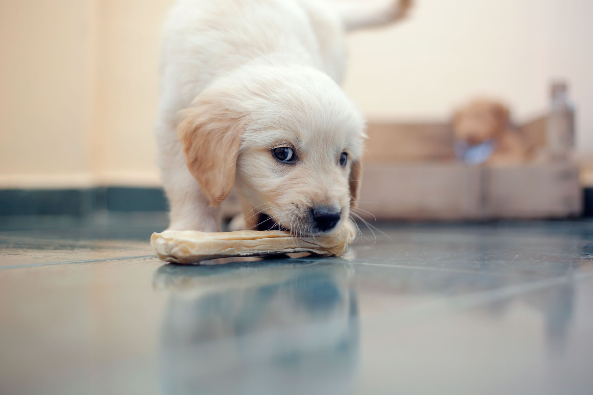 raw paw
