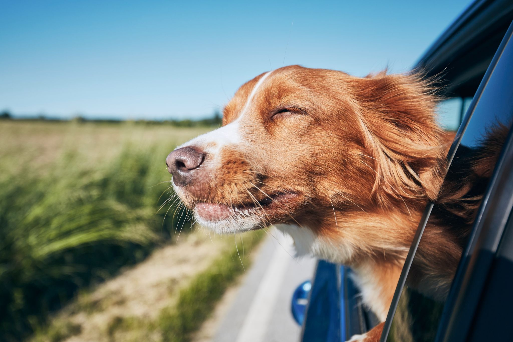 car dog