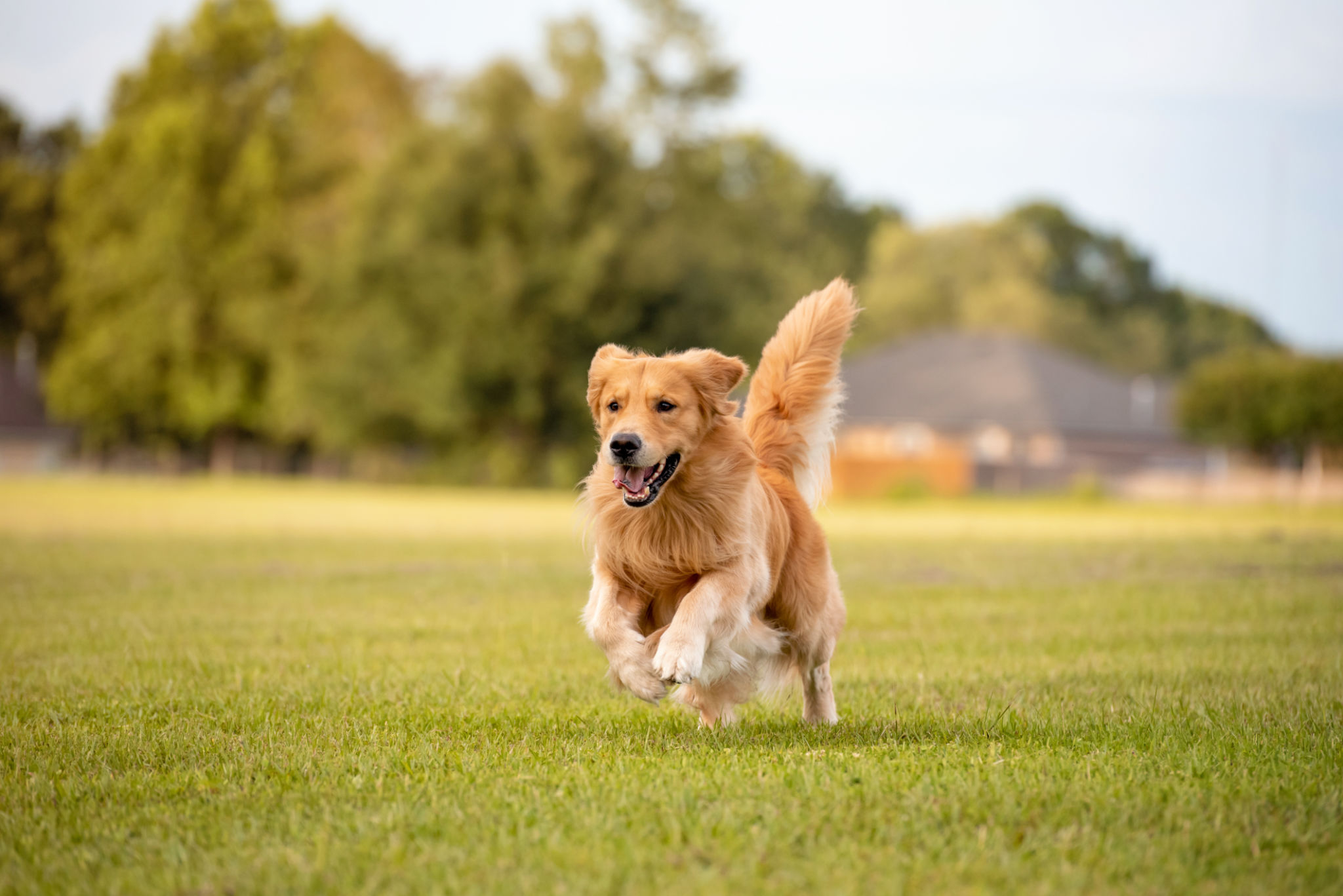 dog running