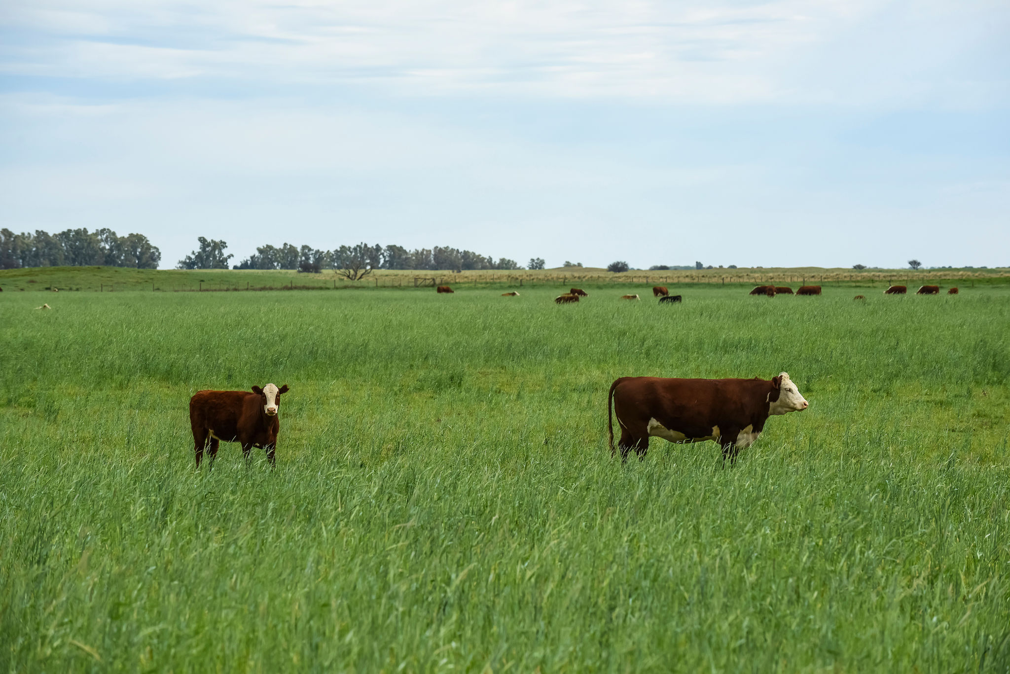 grass-beef