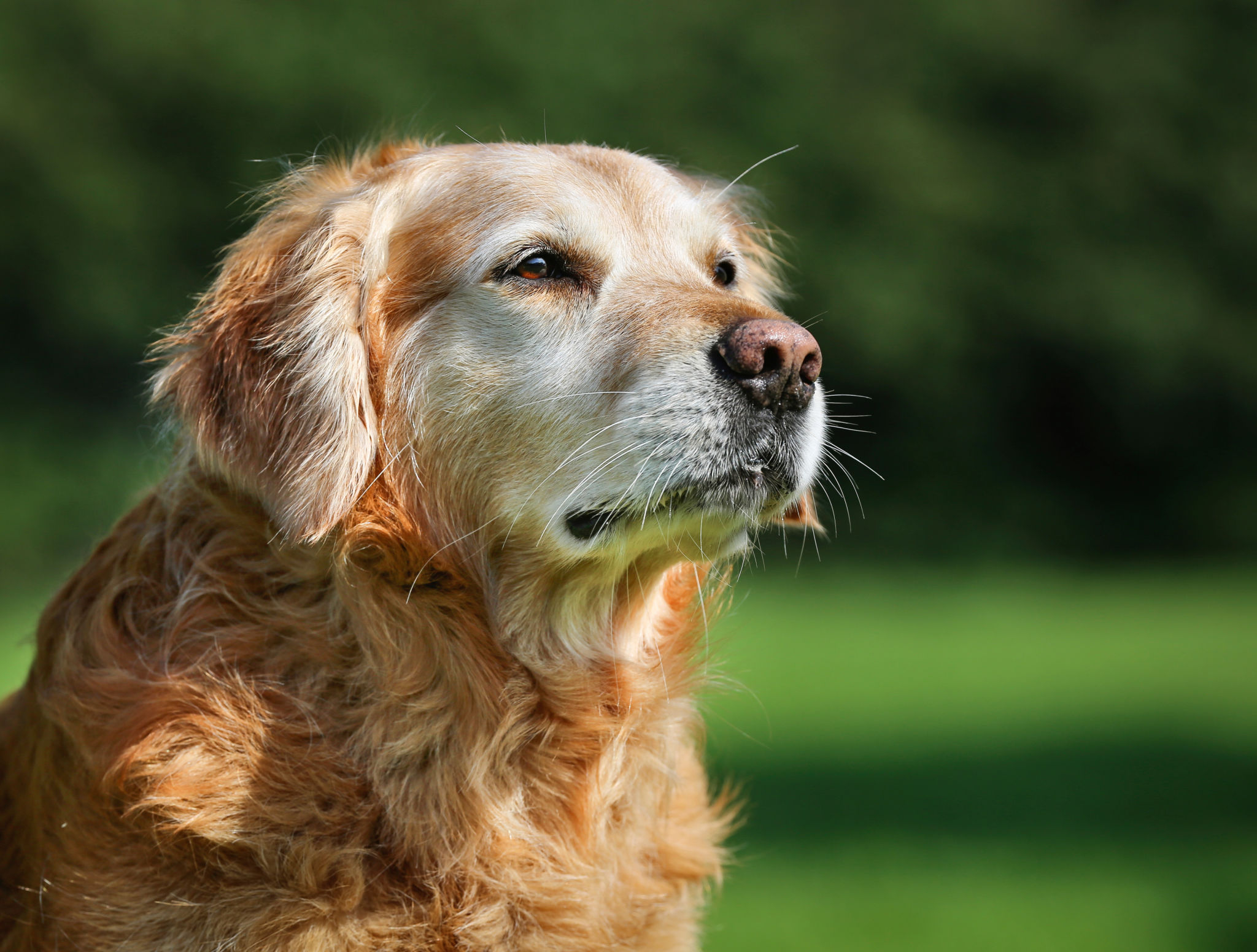Senior Dogs