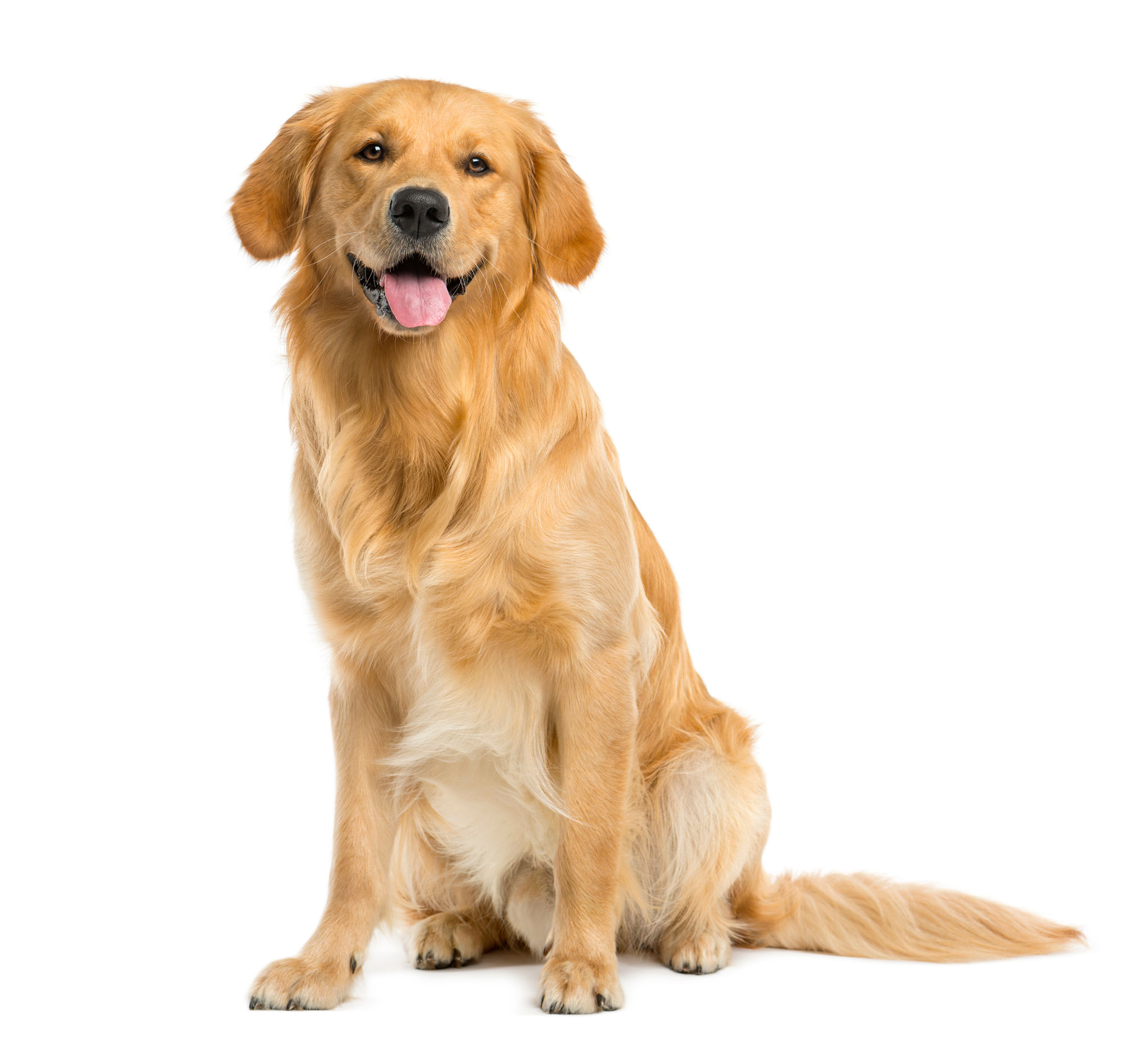 trans dog