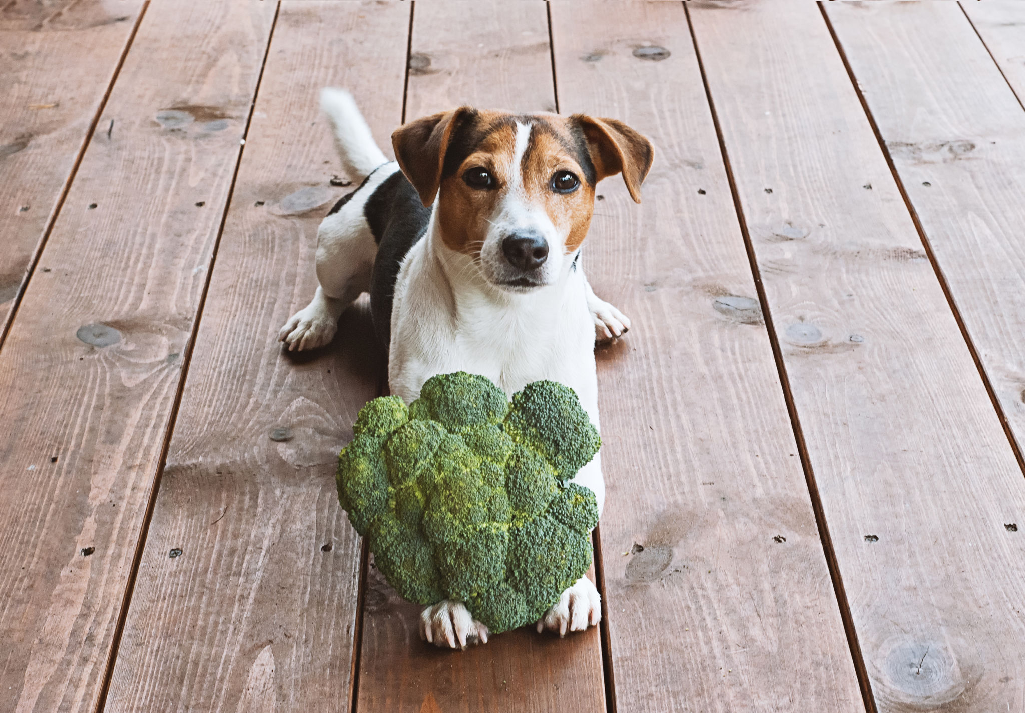 dog with