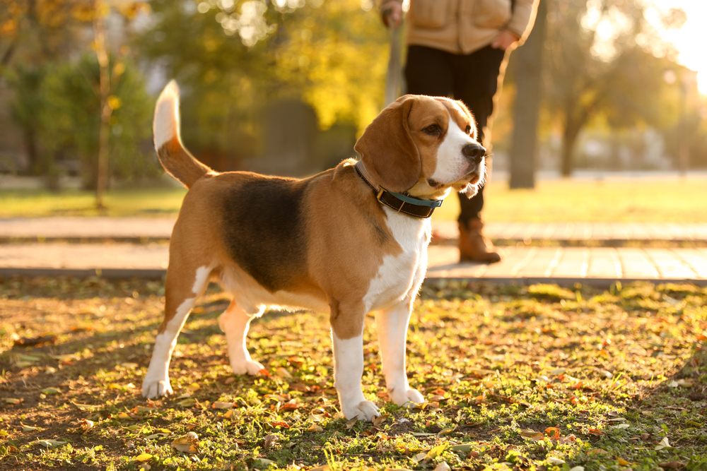 beagle