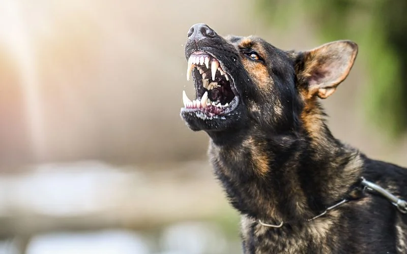 Dog Bites