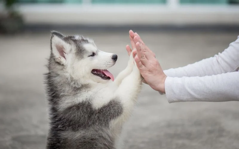 Care for a Puppy