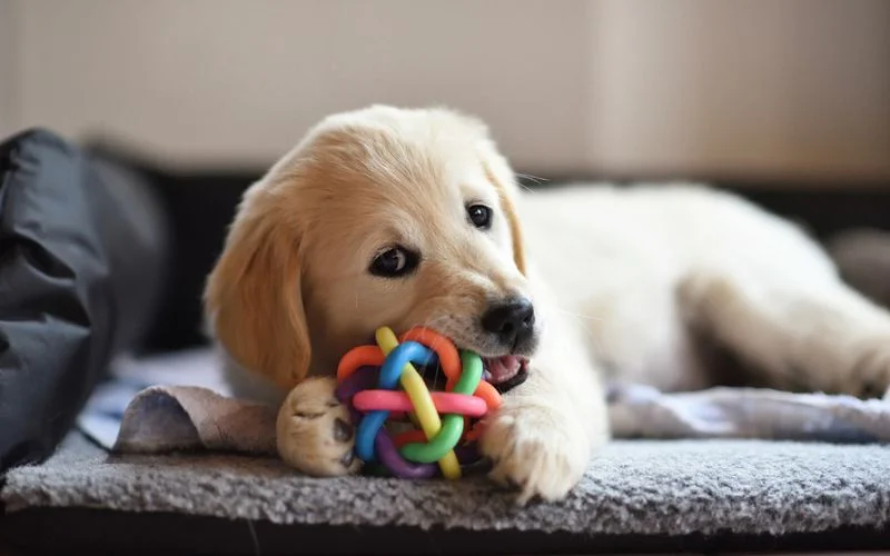 puppy