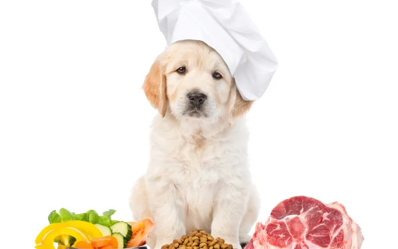 Dog's Meal Plan