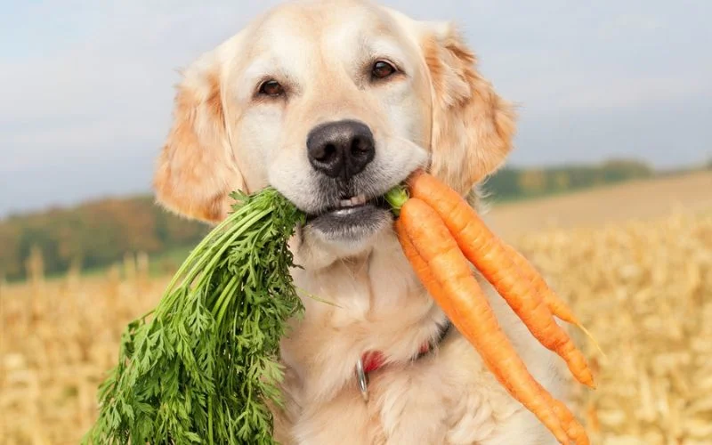 Farmer's Dog