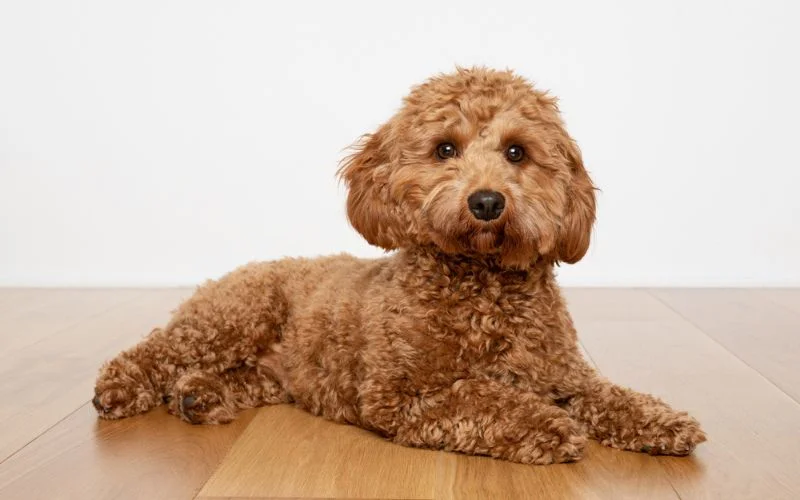 Cavapoo's Characteristics