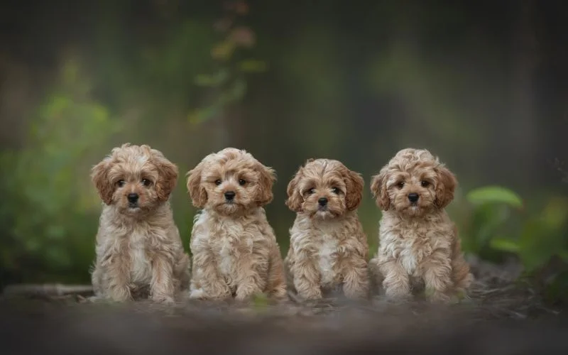 Cavapoo Dog Breed