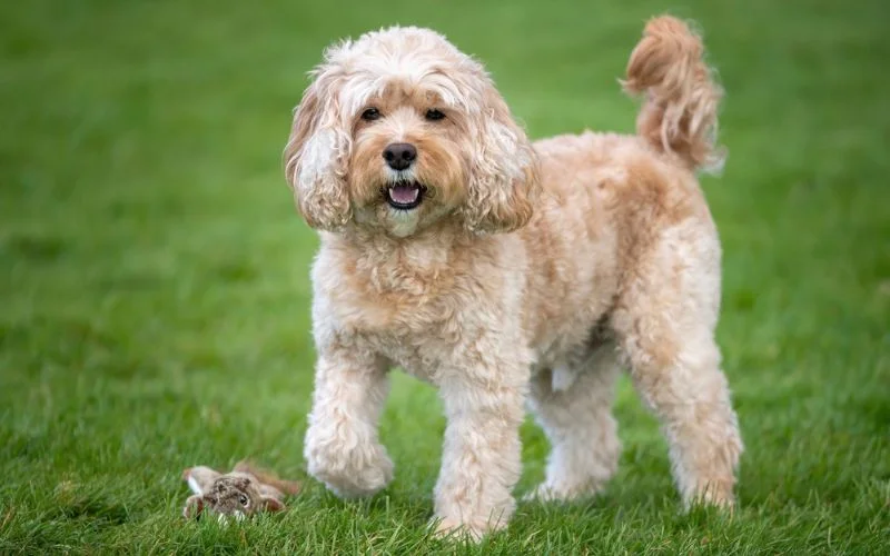 Cavapoo Dog Breed