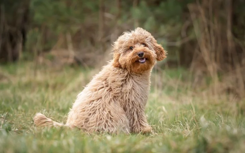 Cavapoo