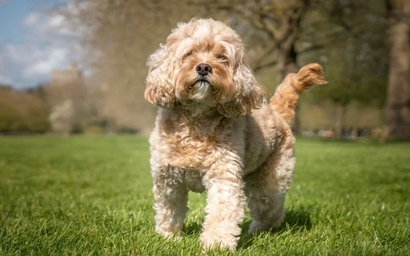 Cavapoo