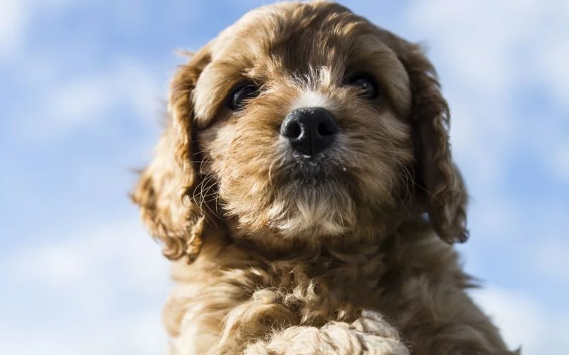 Cavapoos Hypoallergenic