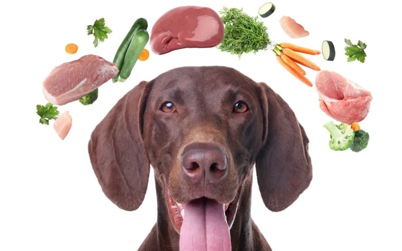 High Protein Dog Food