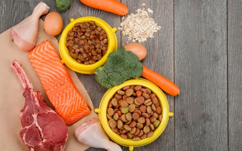 High Protein Dog Food