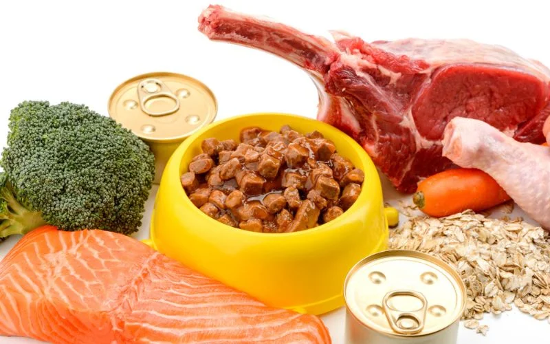 High Protein Dog Food