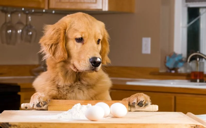 Homemade Dog Food Recipes