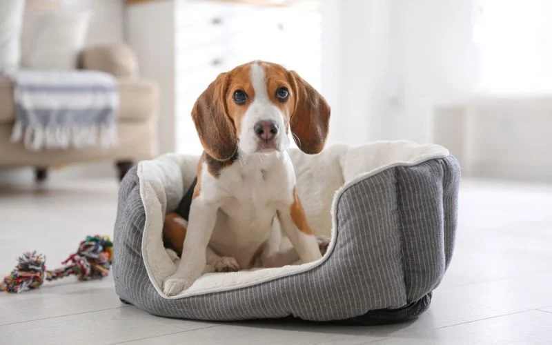 chew-proof dog beds