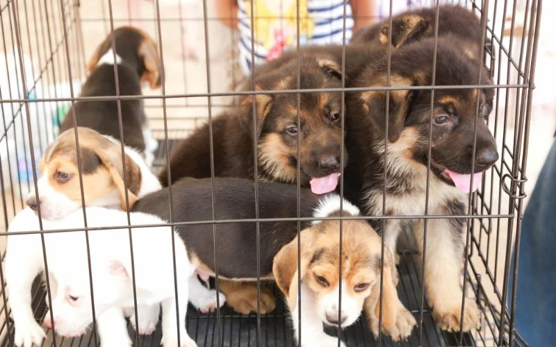 puppy Mill