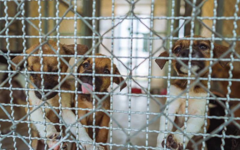 puppy Mill