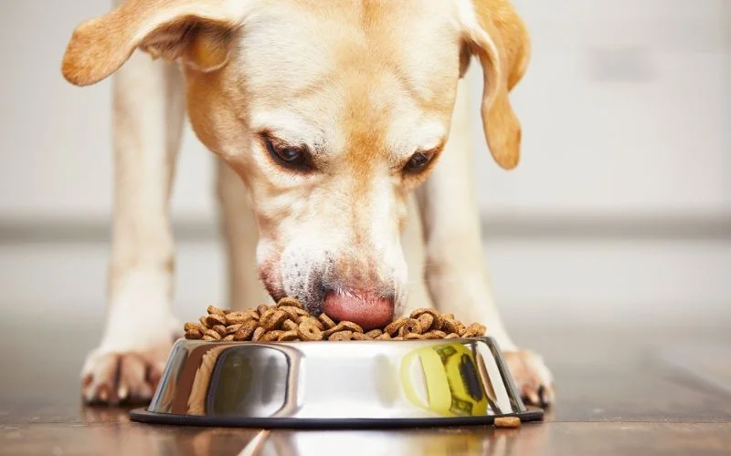 Food Suitable for All Dog Breeds
