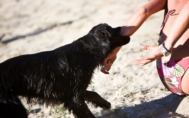 Dog Bites