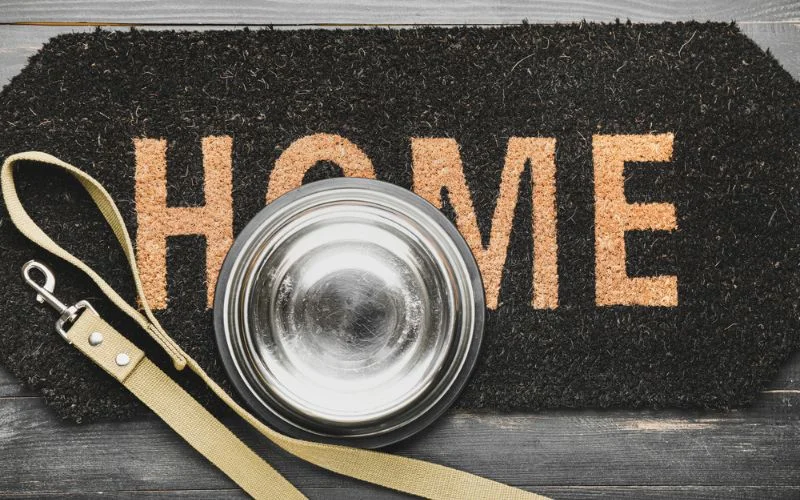 Dog Food Mats Come in Different Colors and Designs