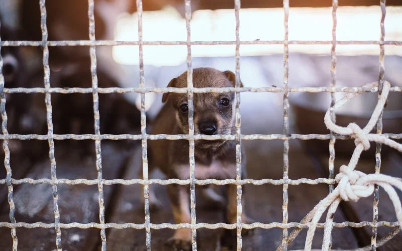 puppy Mill