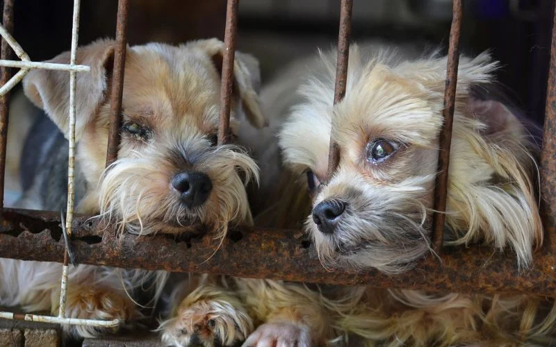 puppy Mill