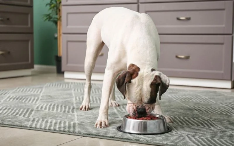 Can Dog Food Mats Help with Portion Control