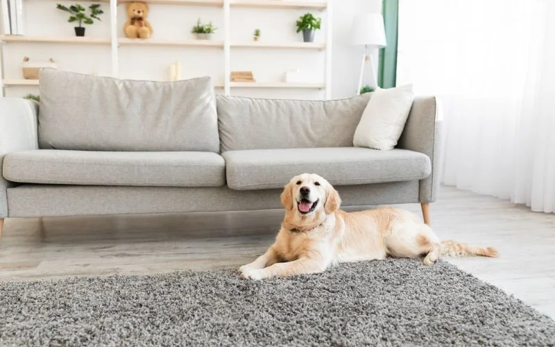 apartment dogs