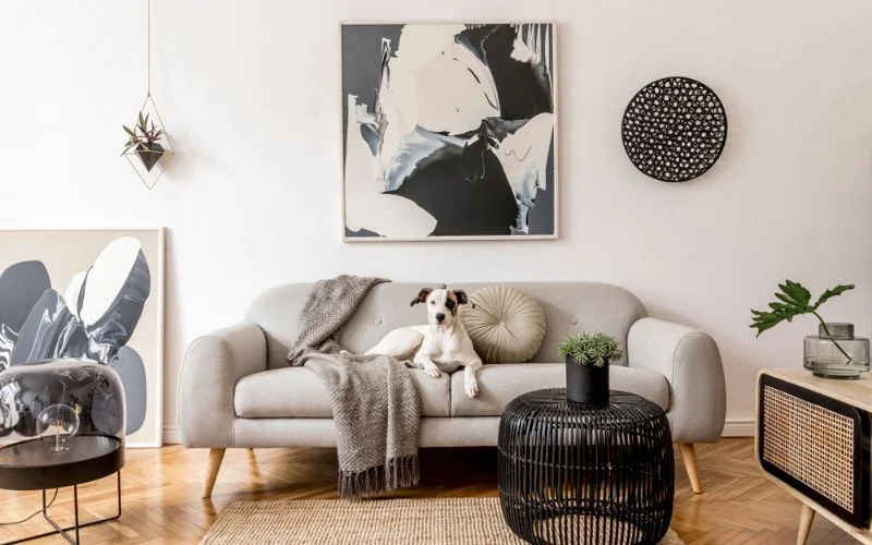 apartment dogs