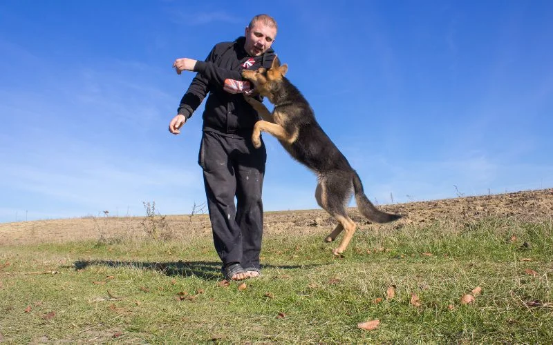 Dog Bites
