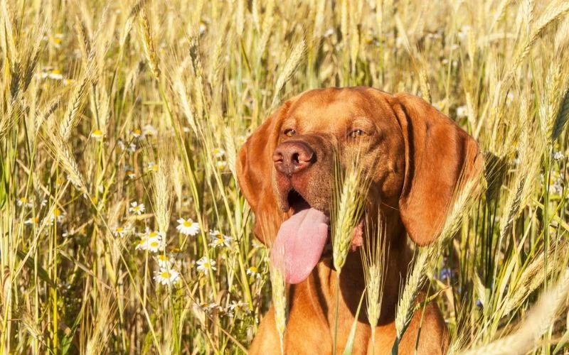 Common Symptoms of Dog Food Allergies