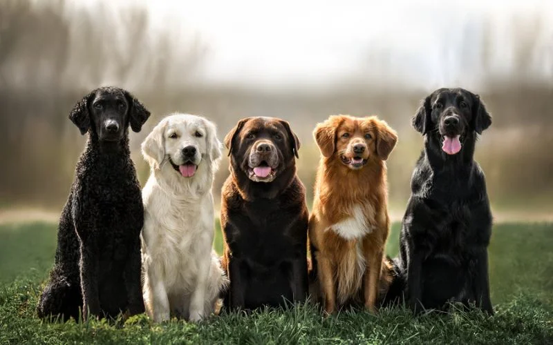 Dog Breeds That Don't Shed