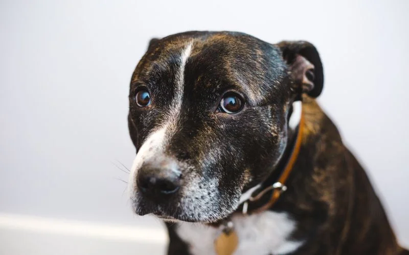 Rehome