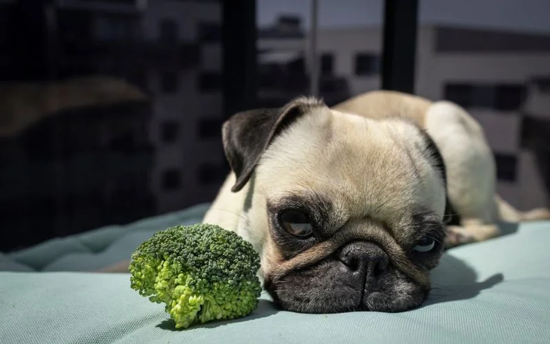 Dogs Develop Allergies to Their Current Food