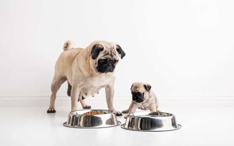 Dogs Develop Allergies to Their Current Food