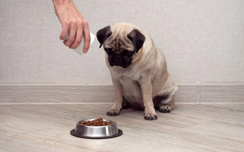 Special Diets for Dogs with Food Allergies
