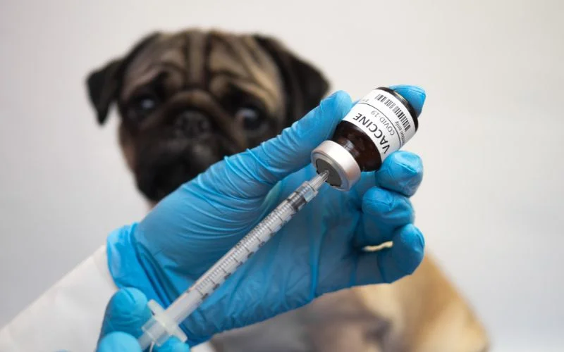 Dog Food Allergies Be Cured
