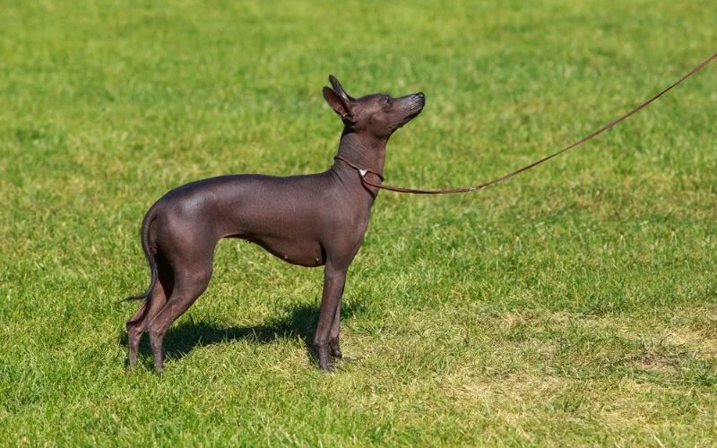 Dog Breeds