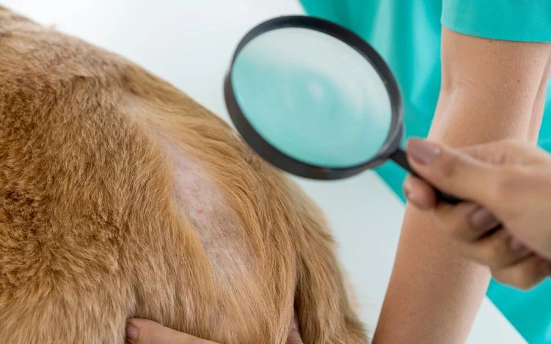 Fungal Infections in Dogs
