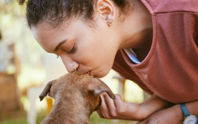 rehoming dog