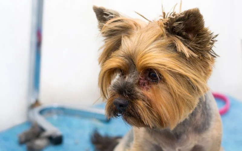 Fungal Infections in Dogs