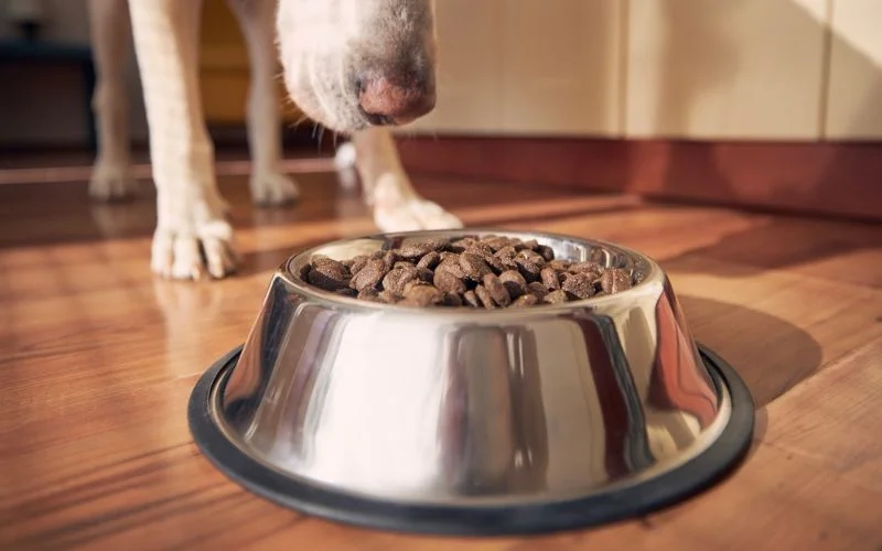 Senior Dog Food Options